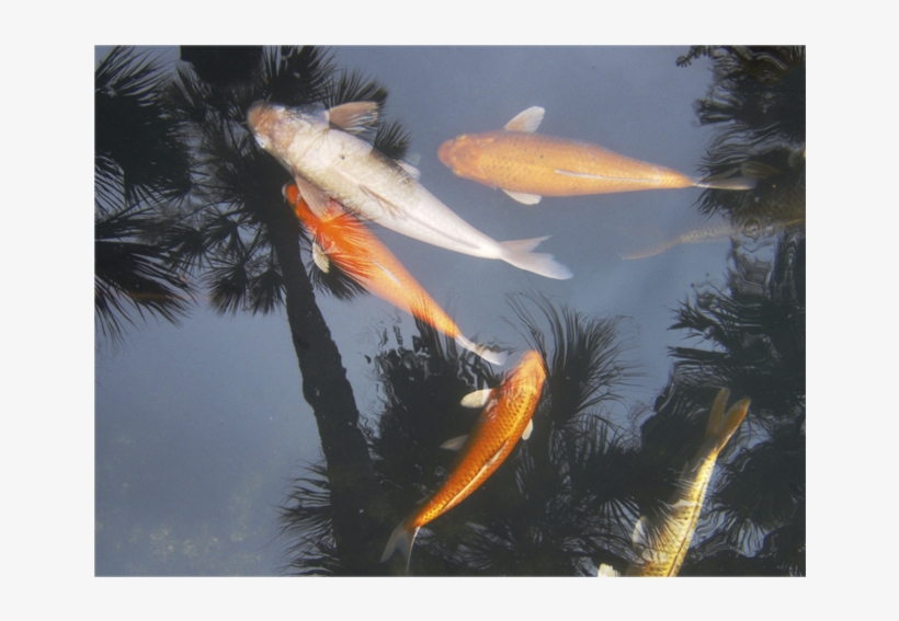 Giclée Photography By Stephen Kline - Fish Pond, transparent png download