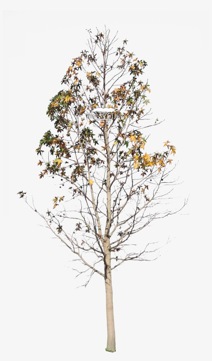 Liquidambar Styraciflua - Liquidambar Png, transparent png download