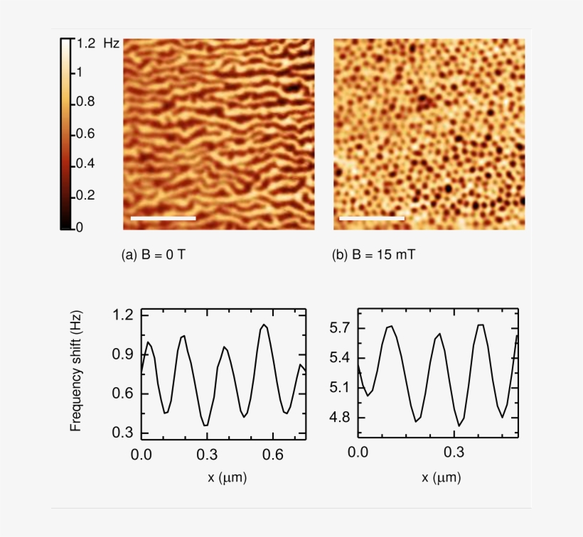 Mfm Images Of A Polished Surface Of Bulk Samples Of - Parallel, transparent png download