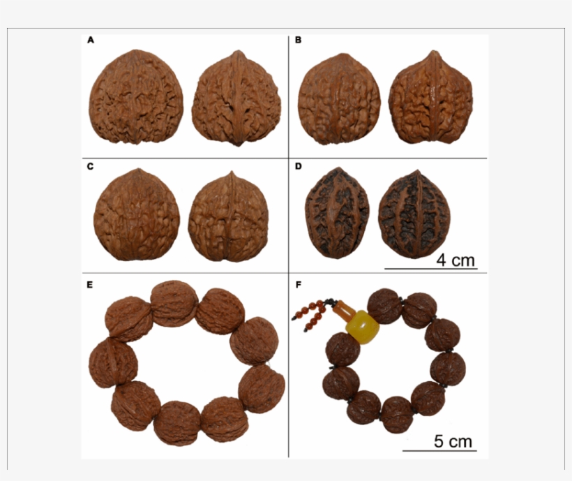 Examples Of Wenwan Walnut Products - Juglans Hopeiensis, transparent png download