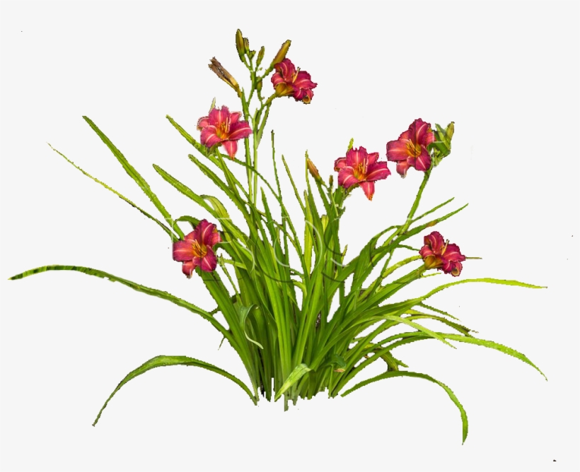 Лилейник Png - Daylily, transparent png download
