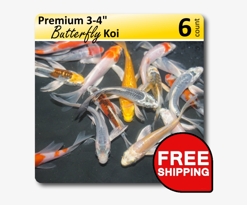 Small Pack Of Premium Butterfly 3-4 Koi [pb34retail] - Free Music Archive, transparent png download