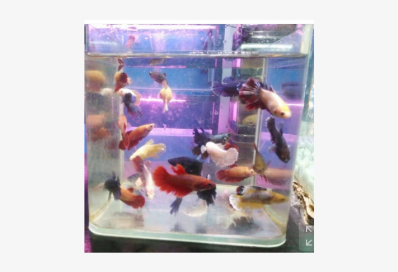 1 / - Betta Fish In Chennai, transparent png download