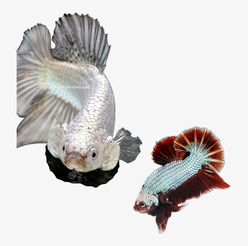 The Premium Betta Showroom @interfish Thailand - Home, transparent png download