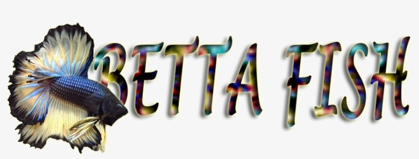 Beta Fish - Graphic Design, transparent png download