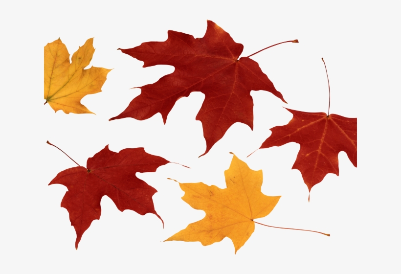 Autumn Leaves Clipart Dry Leave - Read The Bible In Changing Times: Understanding And, transparent png download