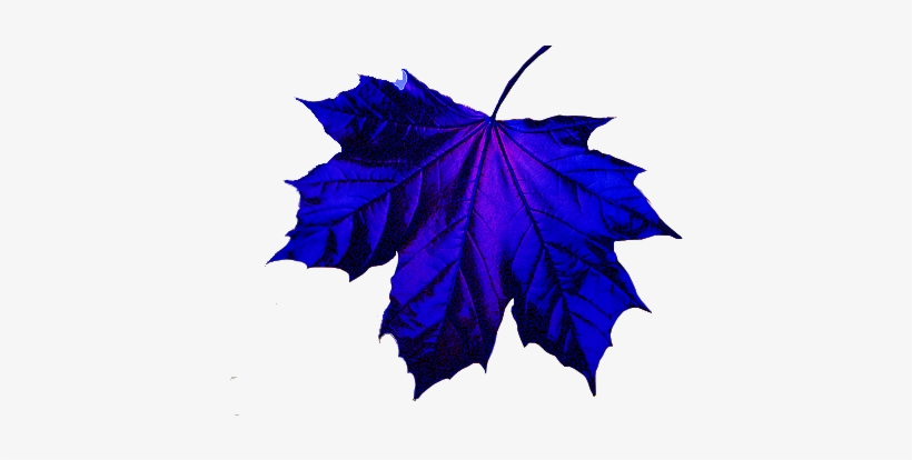 Leaf Images, Blue Leaves, Autumn Leaves, Pictures Of - Purple And Blue Leaves, transparent png download