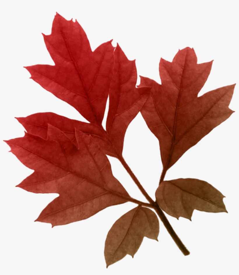 Autumn Leaves Png 2 - 就職試験spi突破の極意 2004年度版: 確実に高得点がとれる必勝法, transparent png download