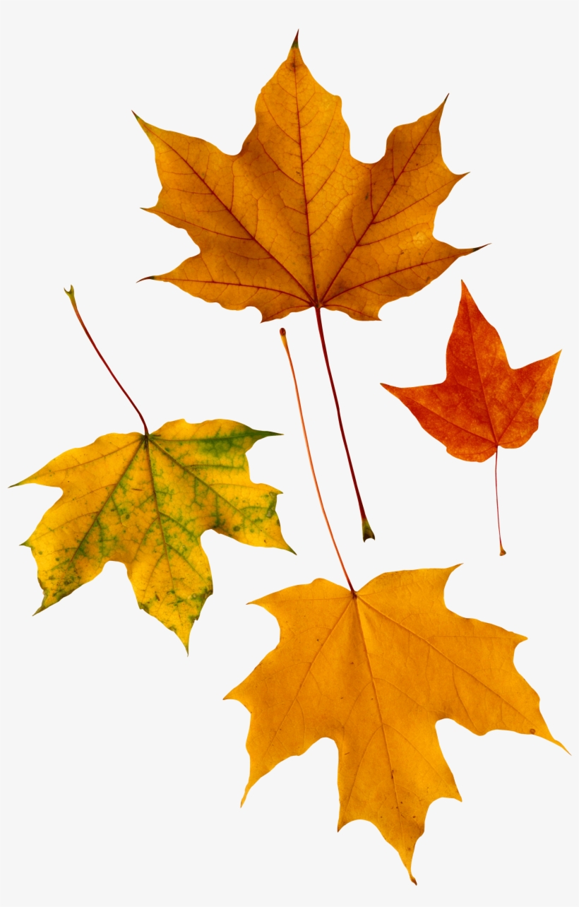 Autumn Png Leaf Png Image - Trend Enterprises Classic Accents Maple Leaves Variety/pk-discovery, transparent png download