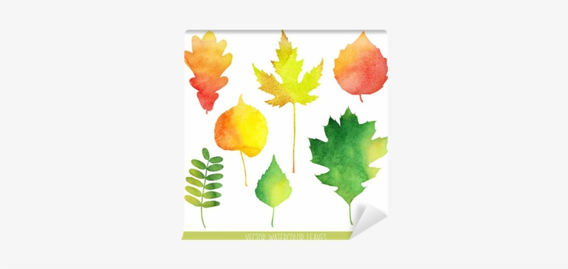 Fall Leaves Water Color, transparent png download