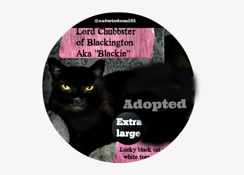 Fat Cats Are Cuddly But At Risk For Heart Disease - Pledgeme, transparent png download