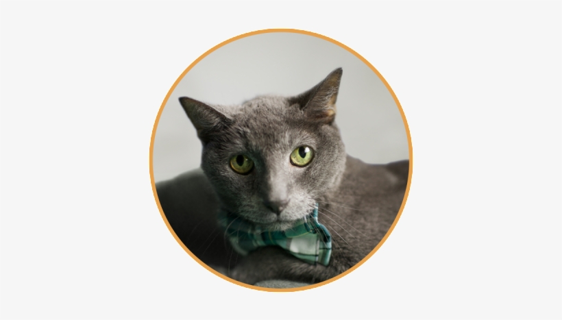 I'm So Excited That This Is My First Blogging Venture - Korat, transparent png download