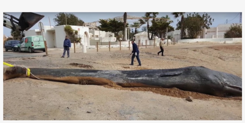 Dead Sperm Whale Had 64 Pounds Of Plastic And Other - Cabo De Palos Whale, transparent png download