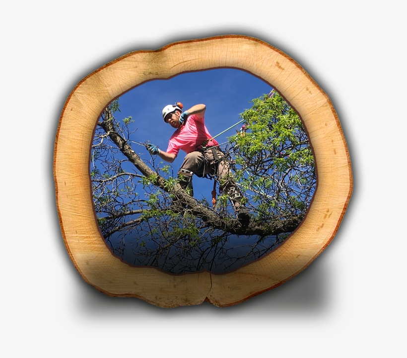 Tree Pruning - Extreme Sport, transparent png download