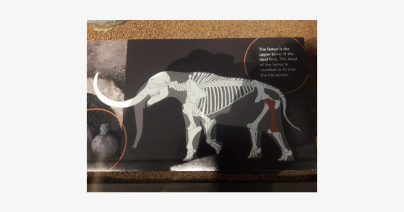 Pdf - Okapi, transparent png download