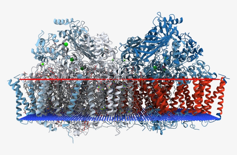 Transmembrane Regions Opm - Graphic Design, transparent png download