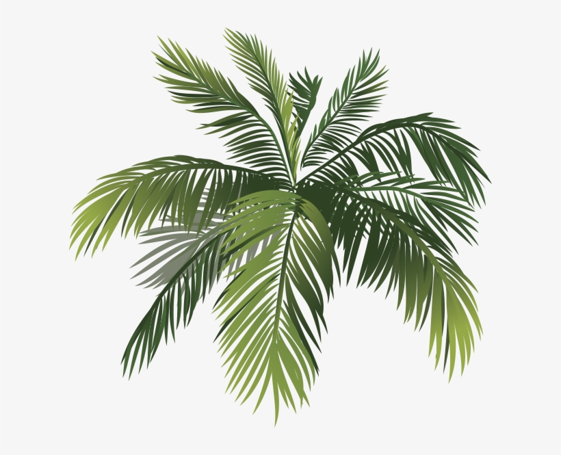 Attalea Speciosa, transparent png download