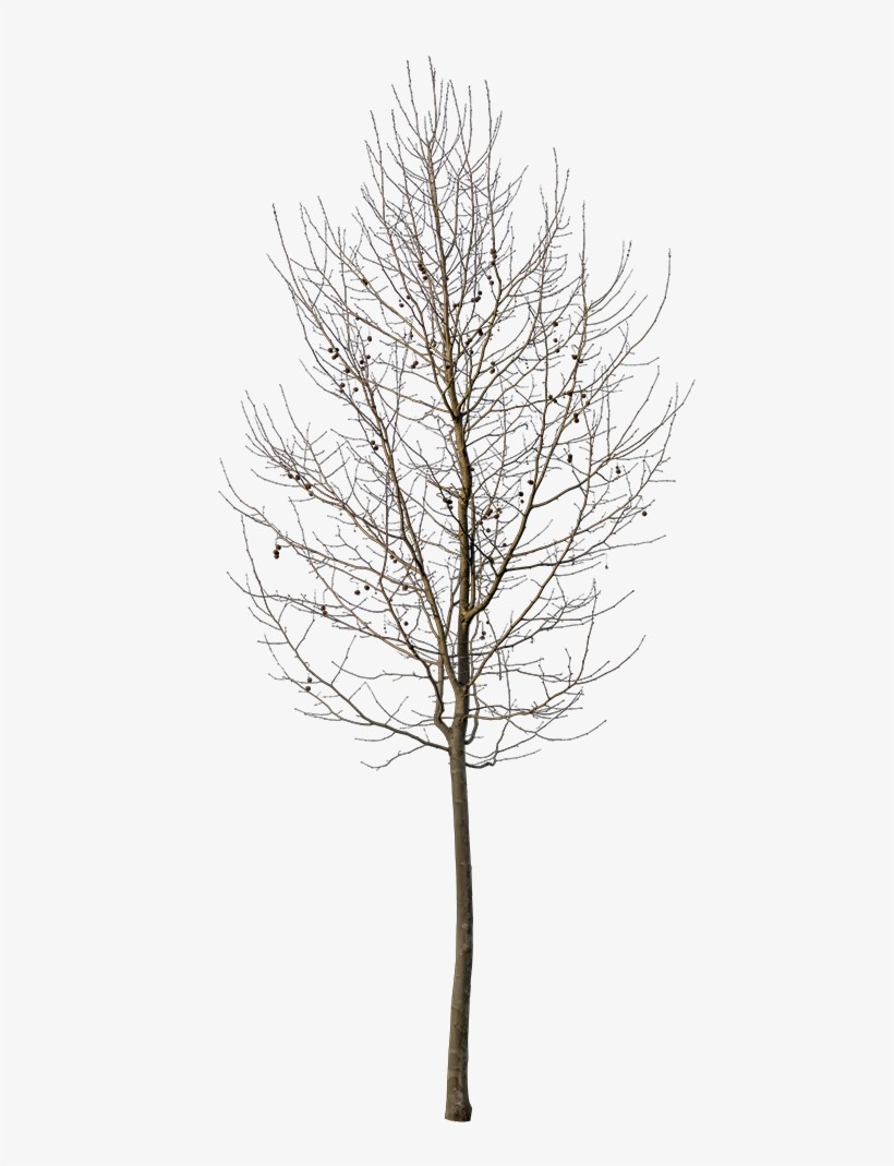 Platanus Small Winter - Pond Pine, transparent png download