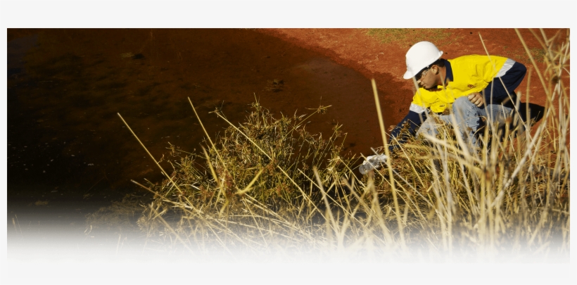 Newmont Mining Corporation - Grass, transparent png download