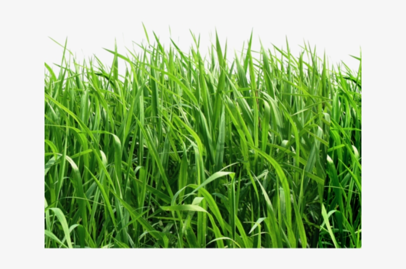 Lawn Clipart Top View - Green Background Png, transparent png download