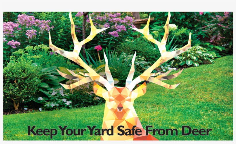 Grass, transparent png download