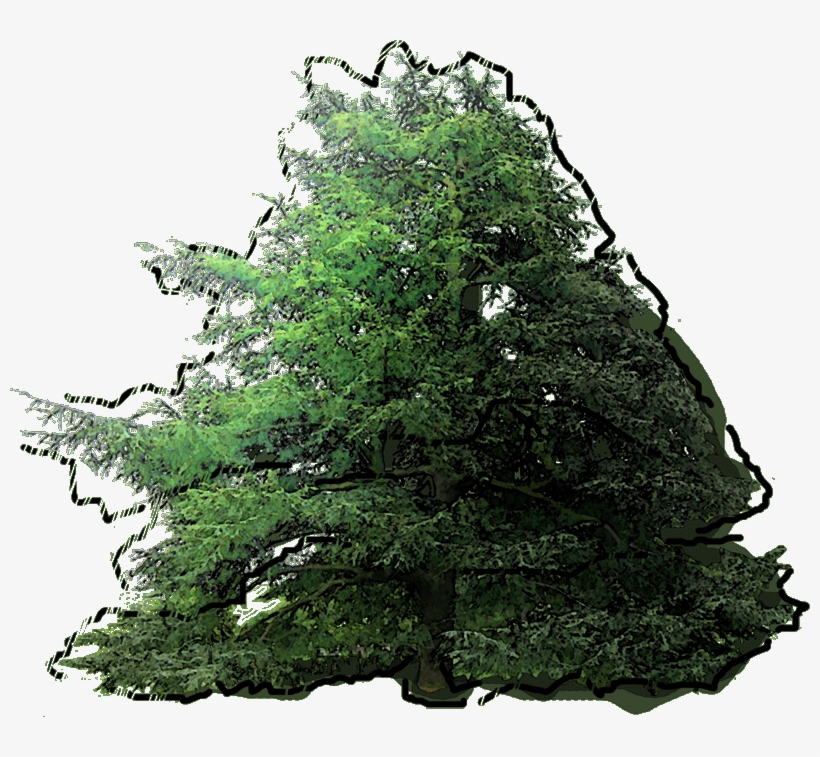 18 250192 Cedrus Deodara Jlwz 23 Jan 2019 - Christmas Tree, transparent png download