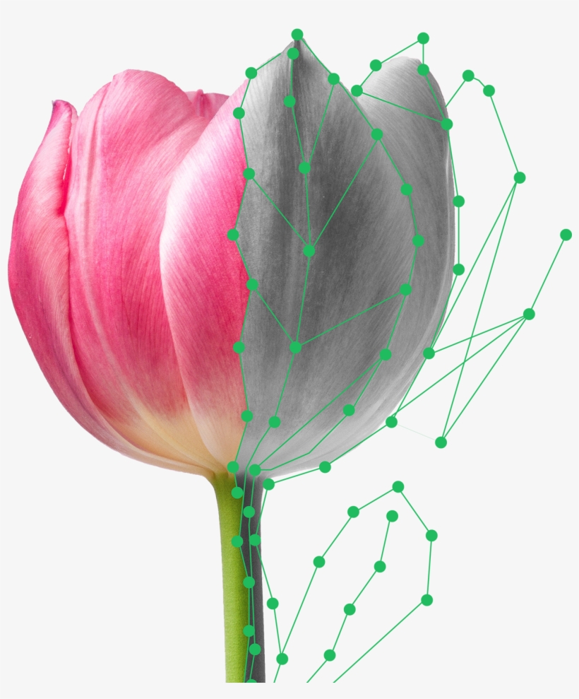 Plantsnap Is The Most High-tech, Comprehensive And - Tulip, transparent png download