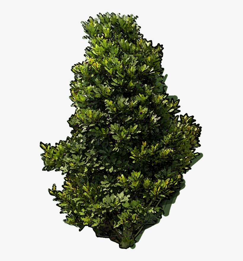 23 Jan 2019 - Christmas Tree, transparent png download