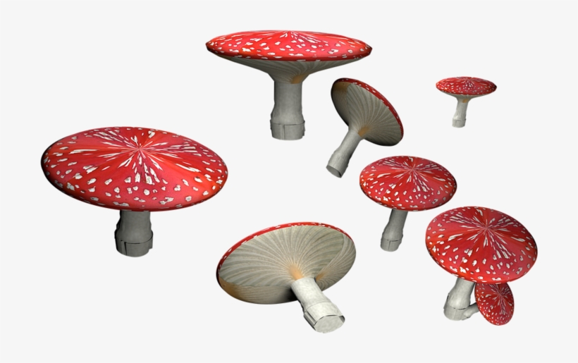 Amanita Muscaria Png Hd - Fly Amanita Transparent, transparent png download