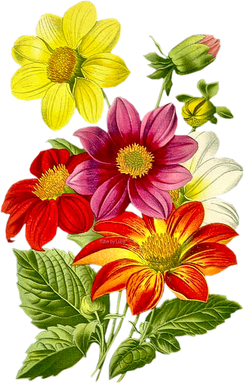 Flower Drawing Watercolor Pencil - Bee Flower Vintage Public Domain (350x550), Png Download