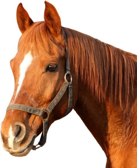 Download Horse Png Image - Horse Png Images Hd (500x591), Png Download