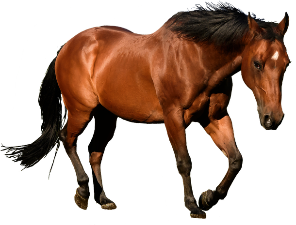 Horse Png Picture - Illustrator Horse (610x465), Png Download