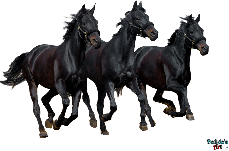 Horse Png Download Image - Png Horse Images Black (900x651), Png Download