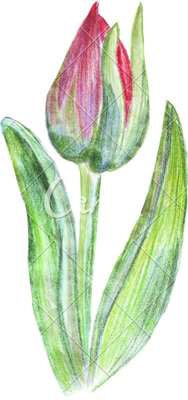 Hand Drawing Of Colored Pencils Watercolor Tulip - Colored Pencil (376x800), Png Download