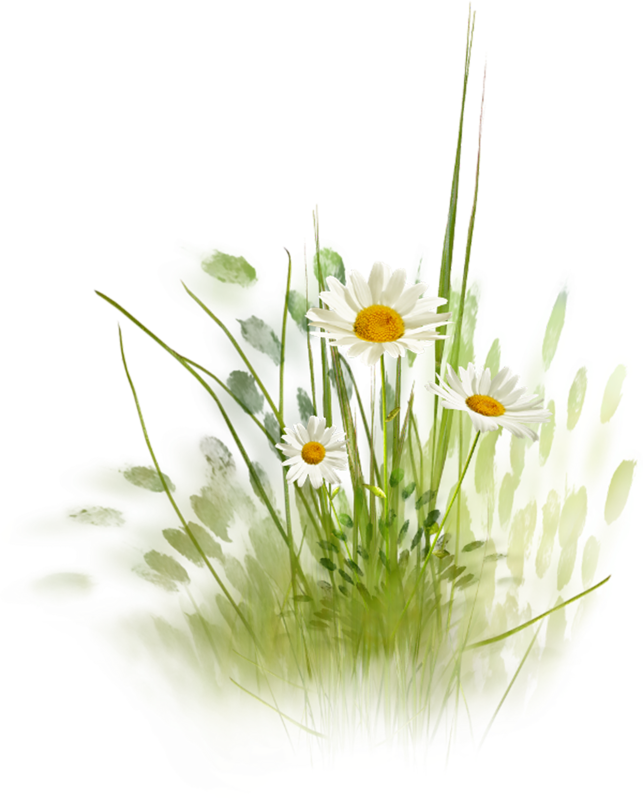 Фотки Daisy Daisy, Daisy Love, Daisy Hill, Drawing - Grass Wallpaper Water Color (643x800), Png Download