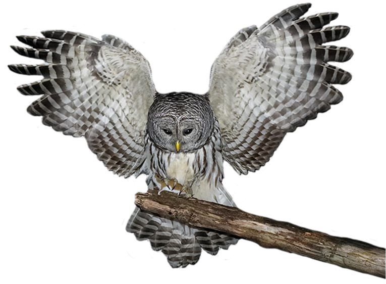 Download Amazing High-quality Latest Png Images Transparent - Yule Owl 1b Square Sticker 3" X 3" (1024x746), Png Download