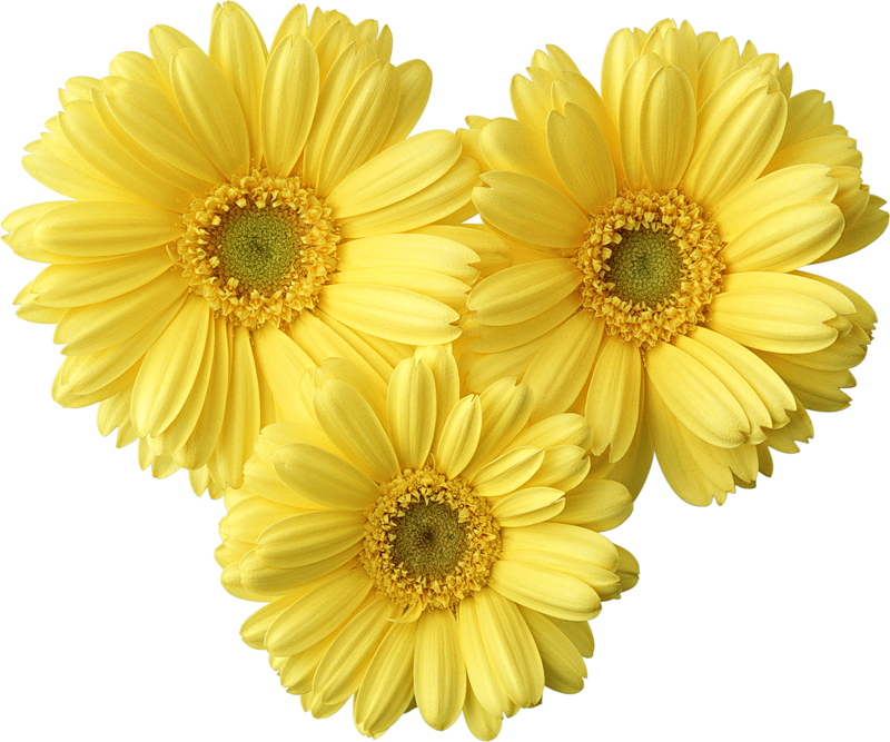 Yellow Daisies Clip Art (800x667), Png Download