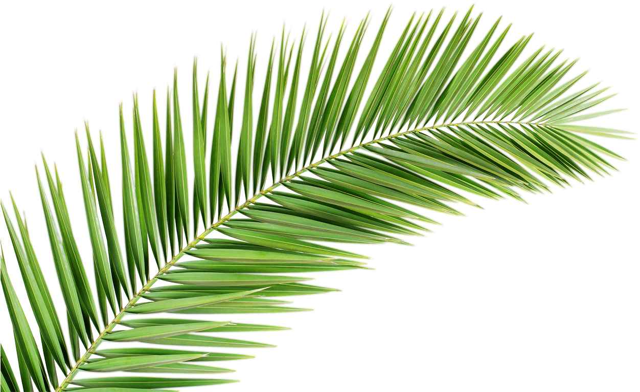 Palm Tree Leaf Png (1267x845), Png Download
