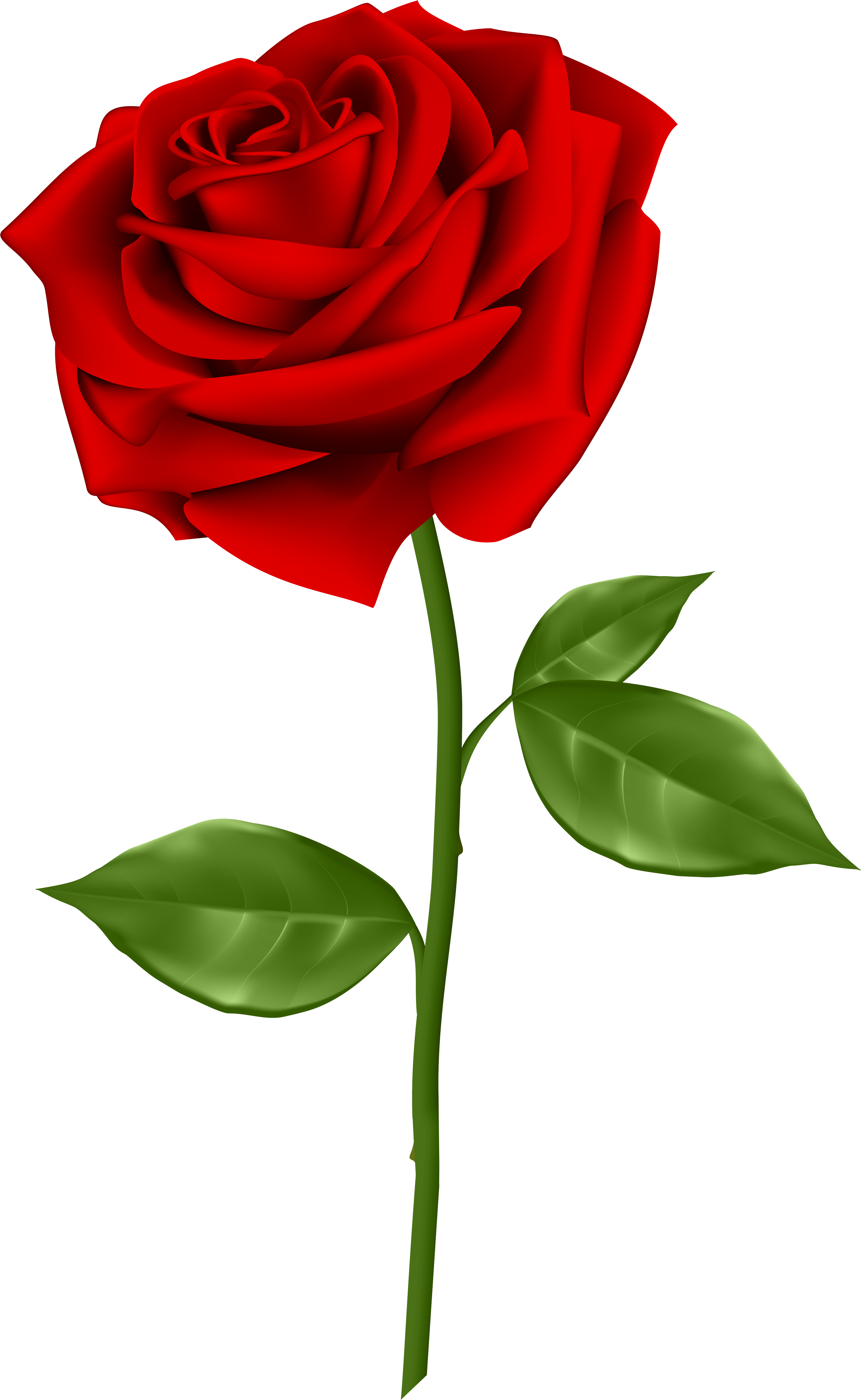 Red Rose Png, Red Roses, Shabby Chic Flowers, High - Transparent Red Rose Clipart (3729x6000), Png Download