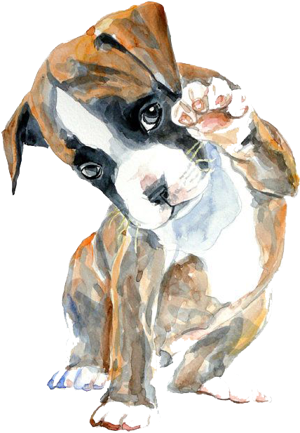 Boxer Watercolor Painting Oil Painting Drawing - Cahoon's Closet Cotton & Linen Dog Pillow - Boxer (570x772), Png Download