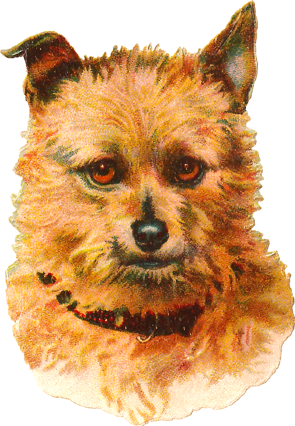Dog Australian Terrier Vintage Animal Portrait Clip - Dog Vintage Png (1185x1600), Png Download