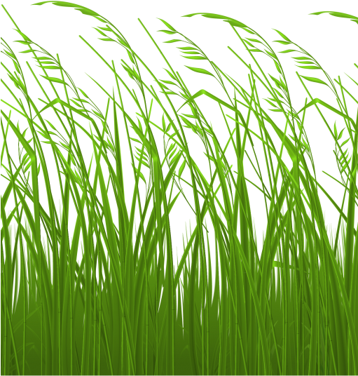 Grass Clipart Logo - Tall Grass Clipart (510x600), Png Download