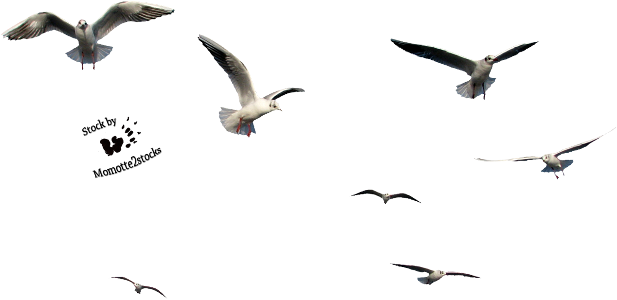 Bird Stock On Animal-resources - Birds Cut Out Png (1283x623), Png Download