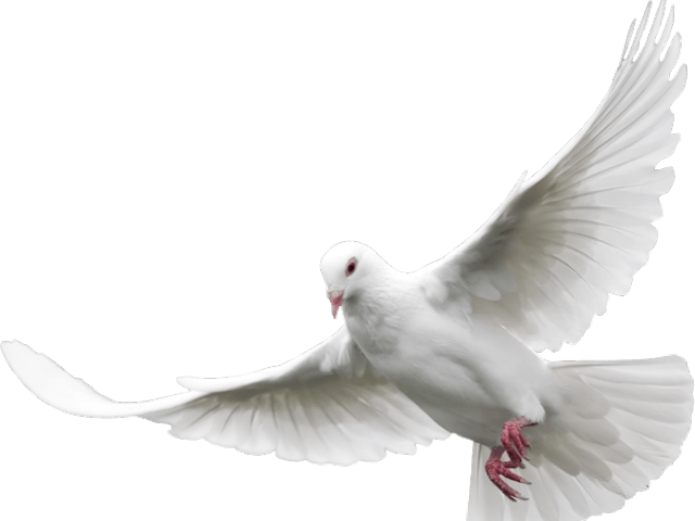 Dove Png Cliparts - Dove Png (600x469), Png Download