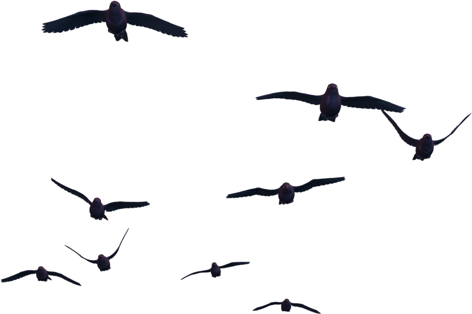 Bird Png - Fly Bird Transparent Png (1024x768), Png Download