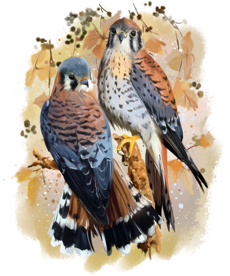 American Kestrel Watercolor Painting By Kajenna On - Watercolor Painting (800x958), Png Download