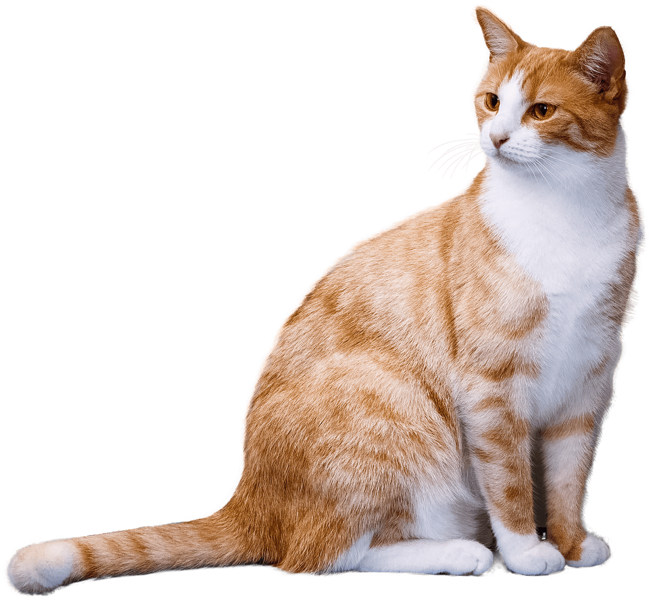 Animals - Cats - Pet Png (1280x1180), Png Download