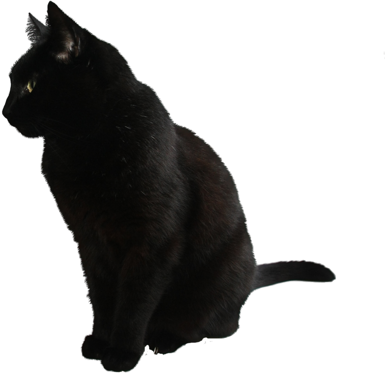 Black Cat By Camelfobia - Black Cat (871x916), Png Download