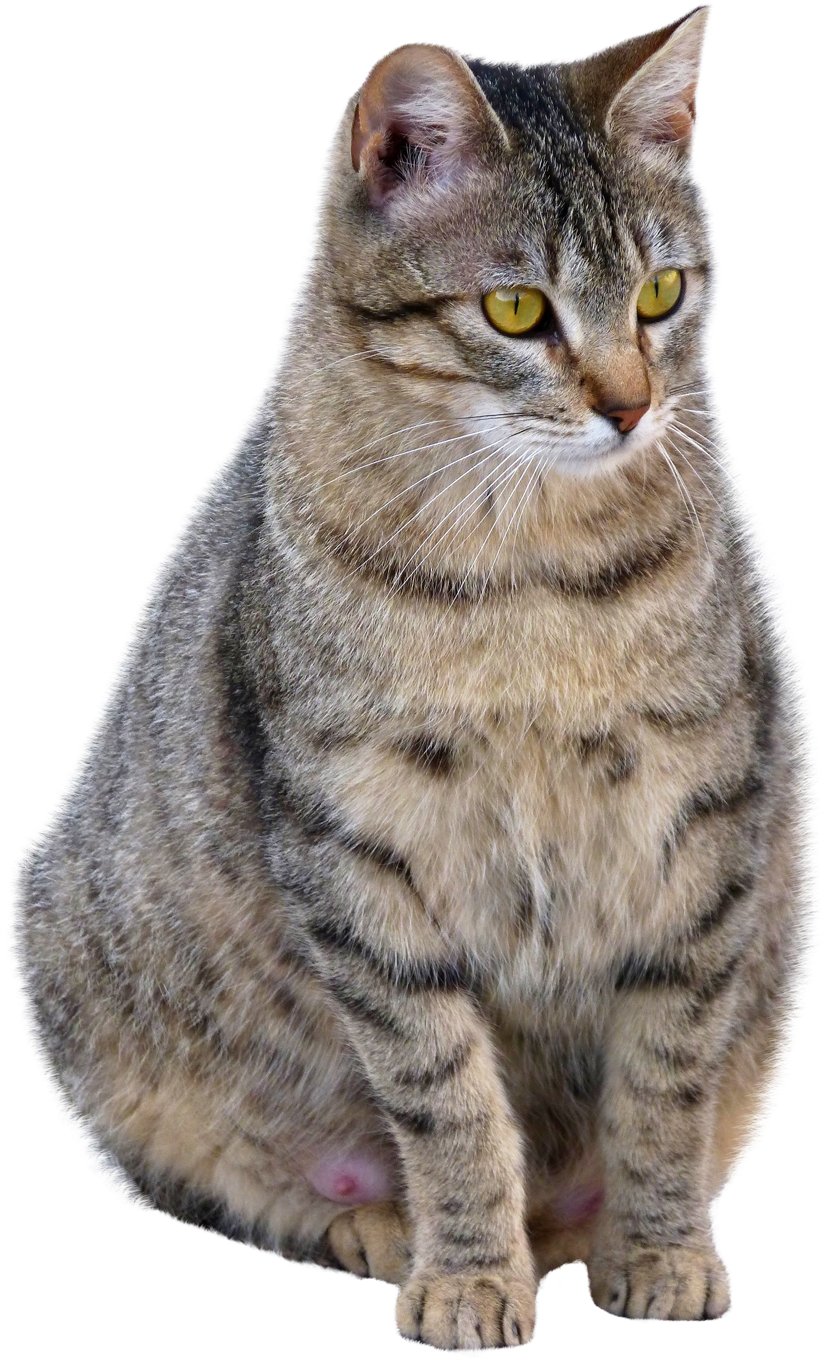 Cat Png Transparent Image - Cat Png (500x811), Png Download