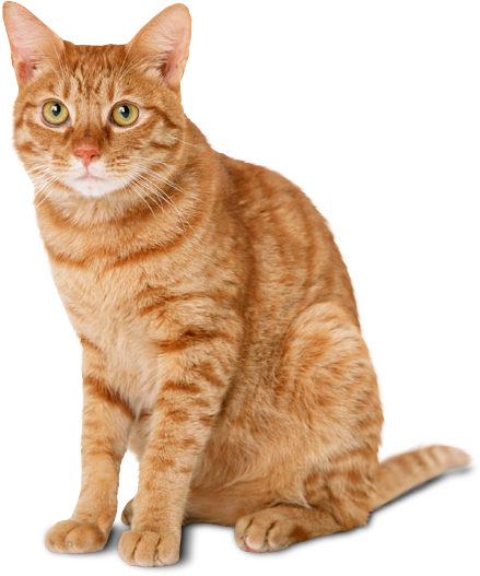 Cat Png Photo